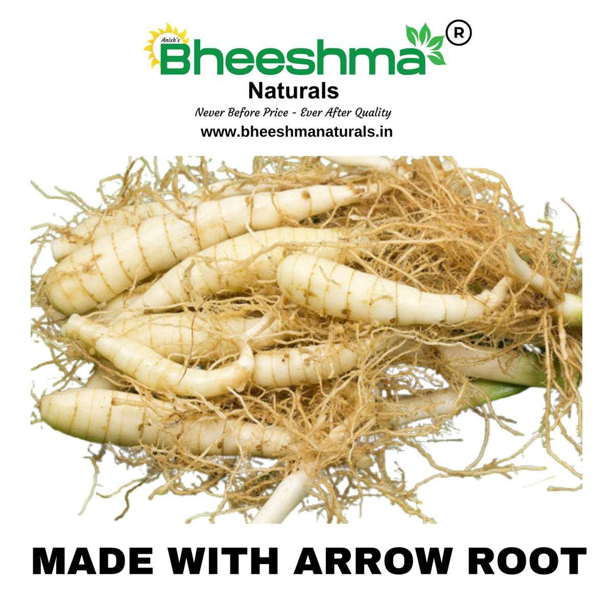 Arrow root tubers with thin roots, ingredient for arrow root powder
