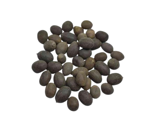 Loose dark lotus seeds, oval dried seed pods