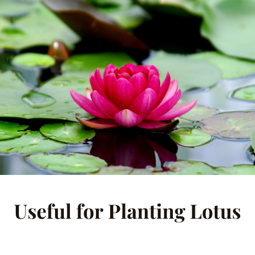 Pink lotus flower on green lily pads