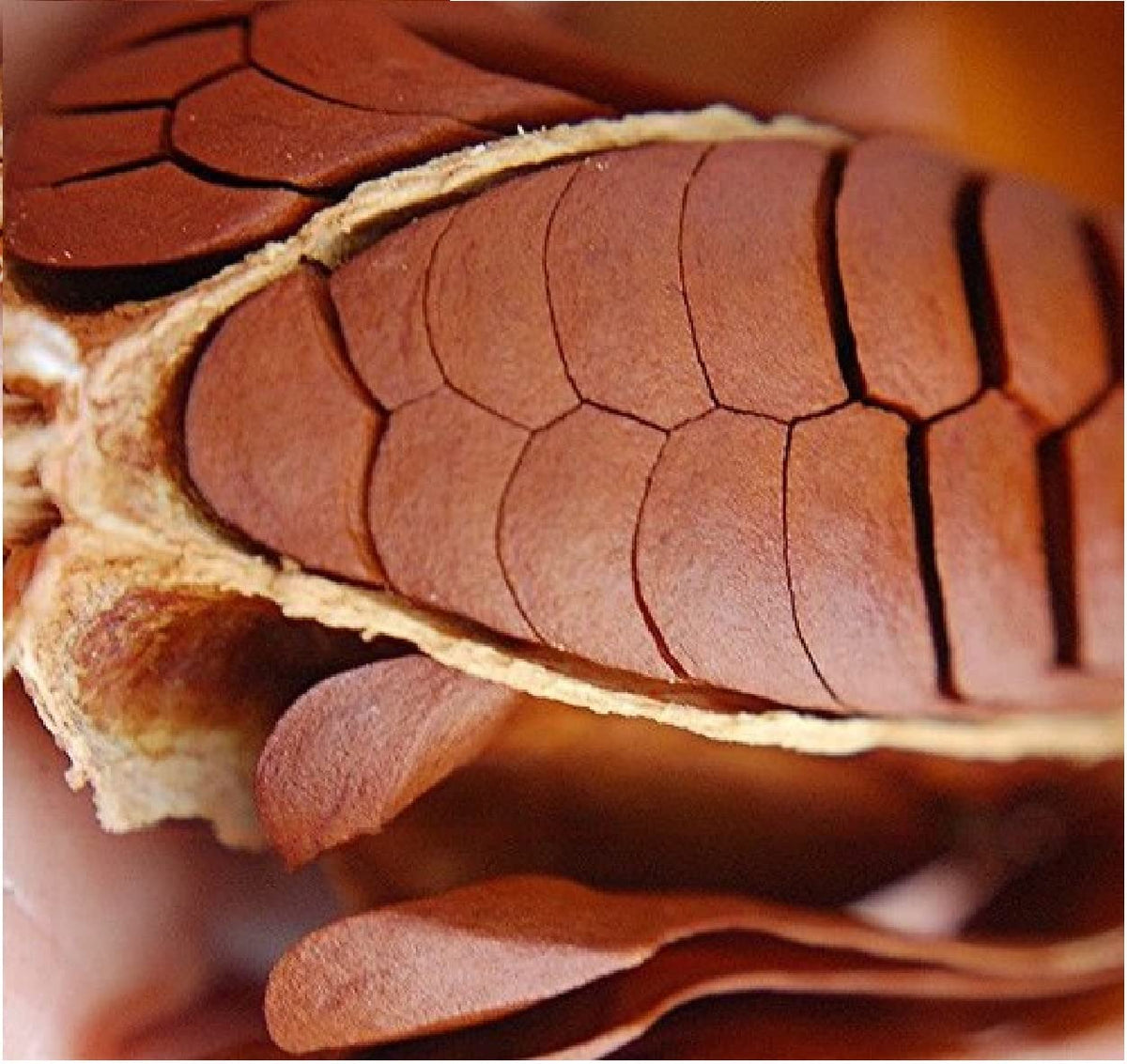 Close-up of brown almond slices with a thin outer edge