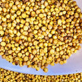 Yellow Sorghum (Yellow Jowar)